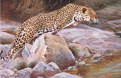 Leopard, from Wildlife of the World by Wilhelm Kuhnert